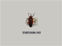 藏品(頸紅蝽)的圖片